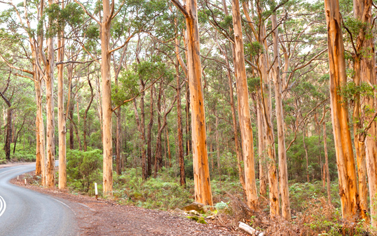 Old growth forest in Margaret River Region